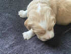 Puppy