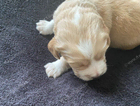 puppy