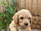 Puppy