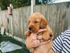 puppy