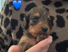 puppy
