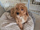 Puppy