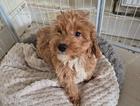 puppy