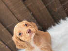 Puppy