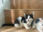 Kitten