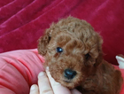 puppy