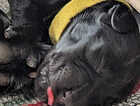 Puppy
