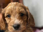 Puppy