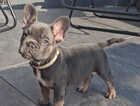 Puppy