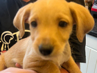 puppy