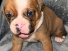 puppy