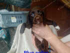 Puppy