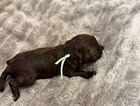 puppy