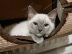 kitten