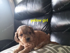puppy