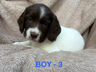 puppy