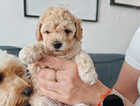 Puppy