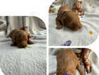 Puppy