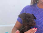 Puppy