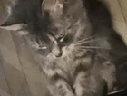 Missing grey fluffy cat