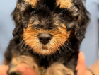 puppy