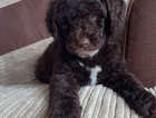 puppy
