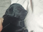 purple collar (sausage)