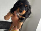 Puppy