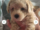 puppy