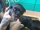 Puppy