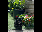 puppy