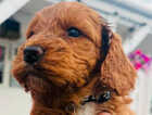 Puppy