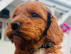 puppy