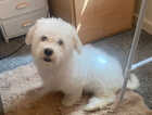 Puppy