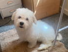 puppy  daisy
