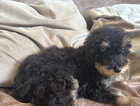 Puppy