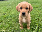 Puppy