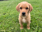 puppy