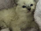 Kitten