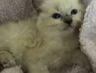 kitten