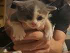 Kitten