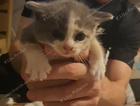kitten