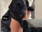 puppy