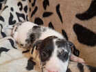 Puppy