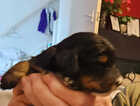 Puppy