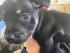 Puppy