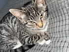 Kitten