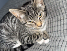 kitten