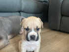 Puppy