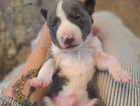 puppy